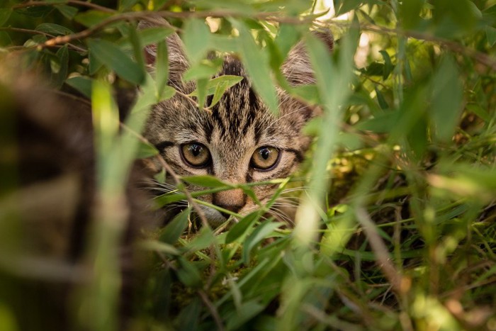 何かを狙う猫