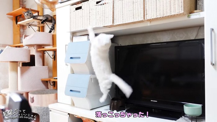 落ちる猫