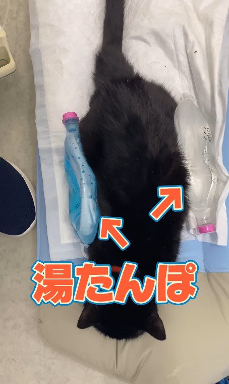 湯たんぽを体の隣において猫を温める