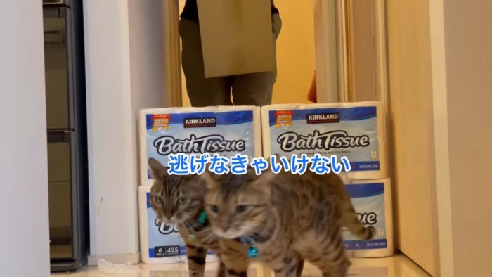 トイレットペーパーのパックと2匹の猫