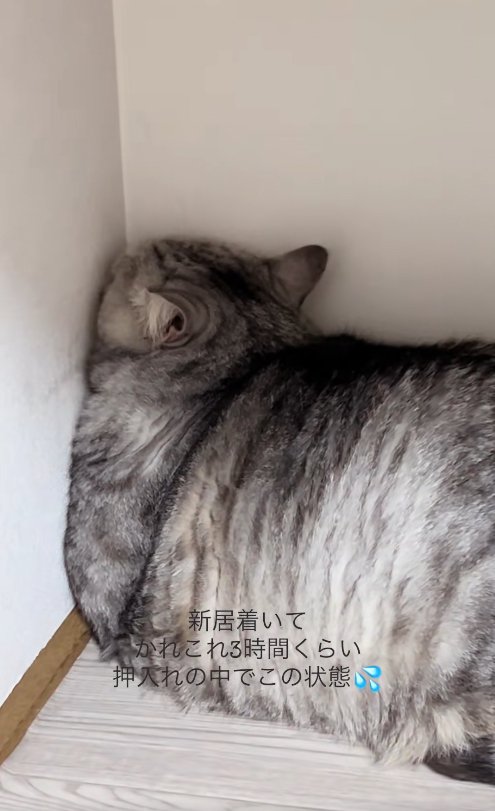 壁の角に顔を押し付けている猫(アップ)