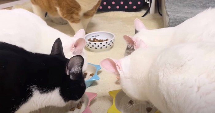 食事をする猫たち