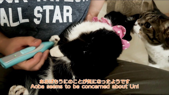 前足を自分の腹に押しつける猫