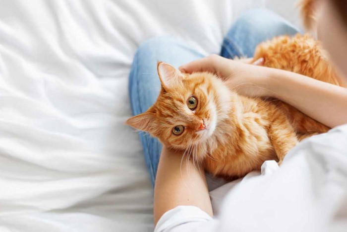 飼い主さんの膝の上で抱かれる猫