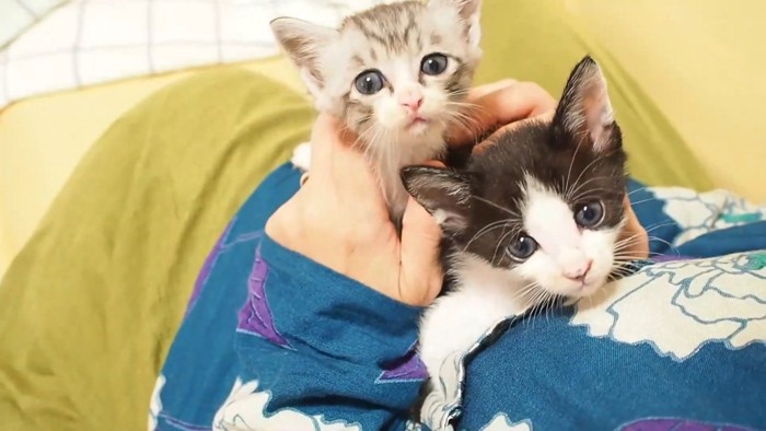 見上げる2匹の子猫