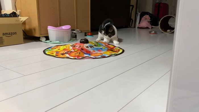 おもちゃで遊ぶ猫