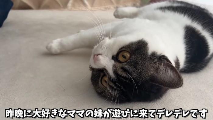 寝そべる猫