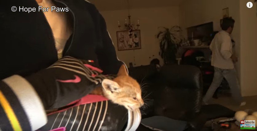 腕の中の子猫