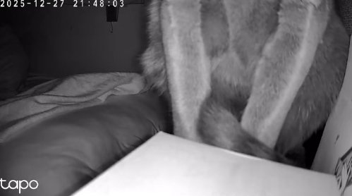 カメラの前で座っている猫（顔なし下向きアングル）