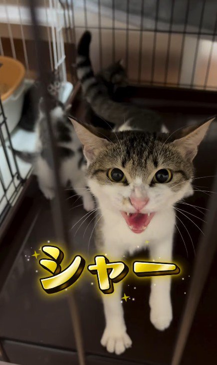 威嚇する猫
