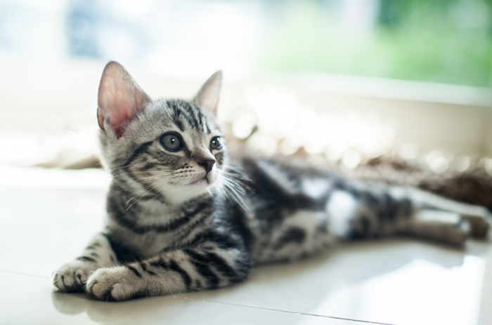 アメリカンショートヘアの子猫