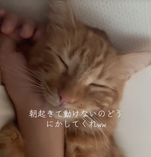 猫の寝顔