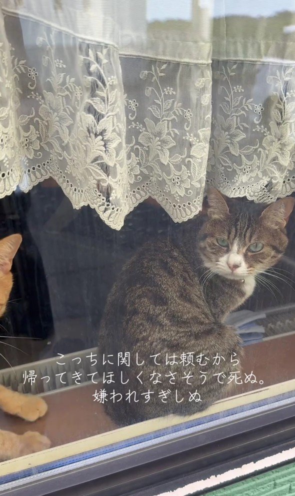 窓の向こうの猫