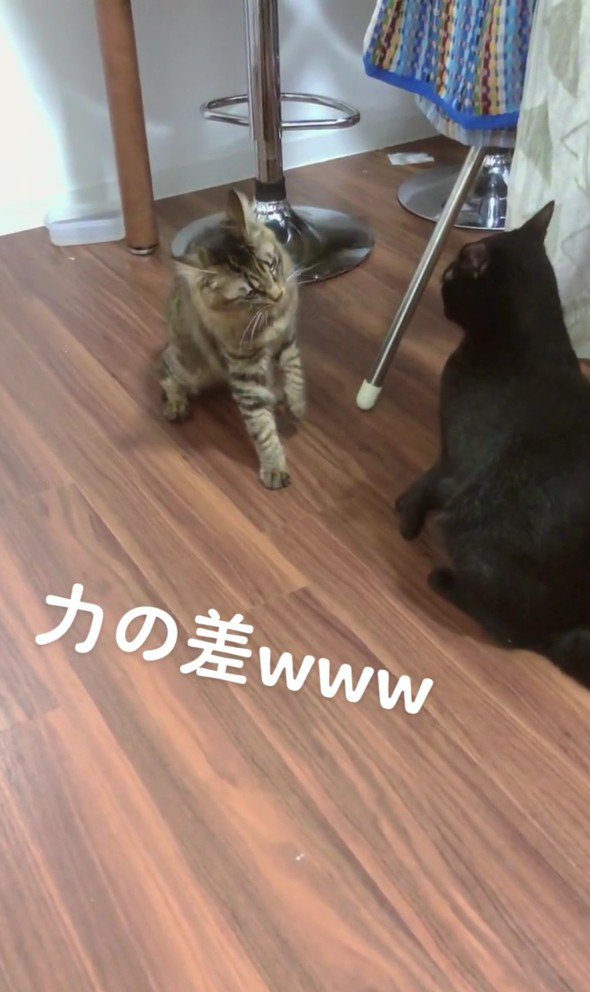 向かい合う2匹の猫