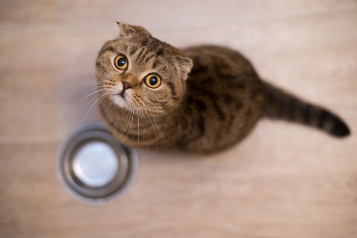 空の器と上を見上げる猫