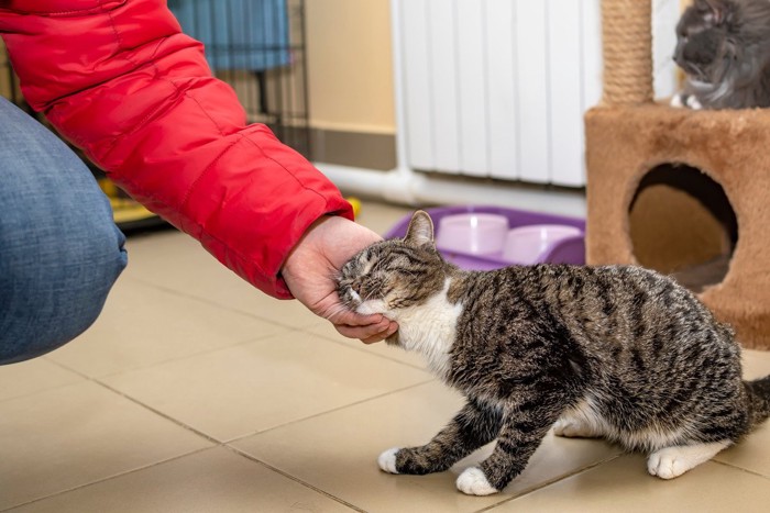 人の手にスリスリする猫