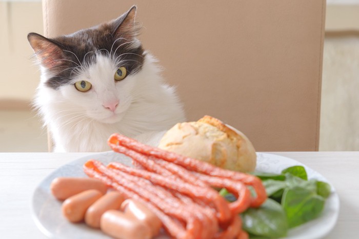 テーブルの上の食材と長毛の猫