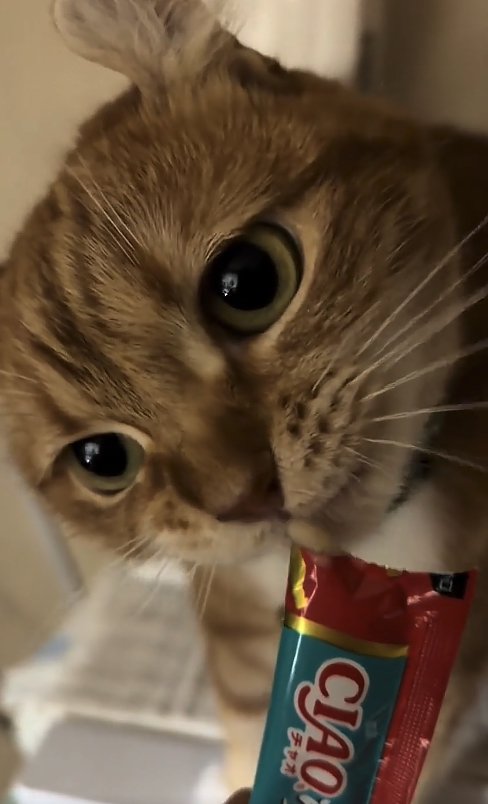 ちゅ〜るを食べている猫