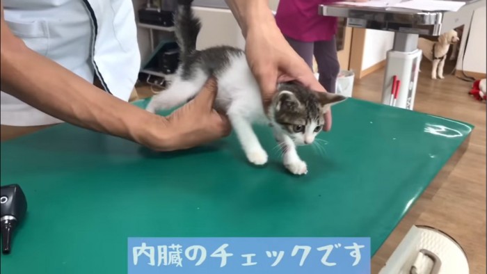 お腹を触られる子猫