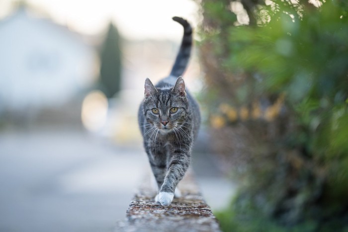 塀の上を歩く猫