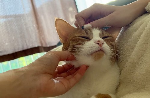 撫でられ手気持ちよさそうな猫