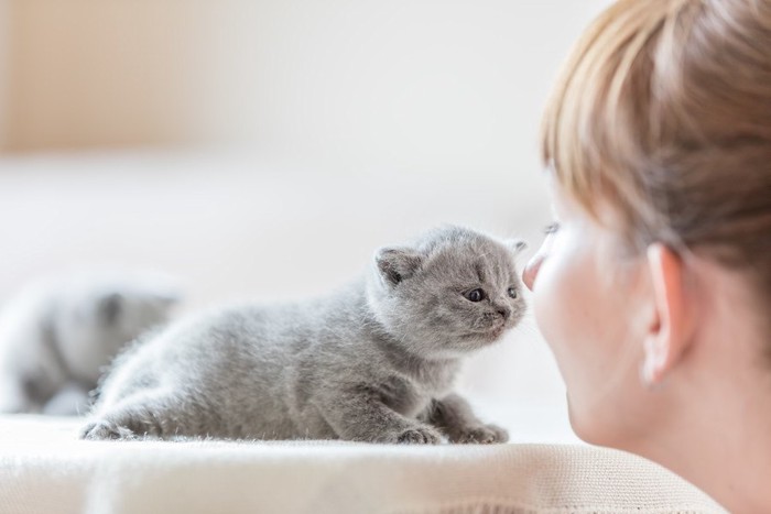 グレーの子猫に鼻を近付ける女性