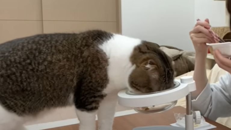 納豆を食べる猫