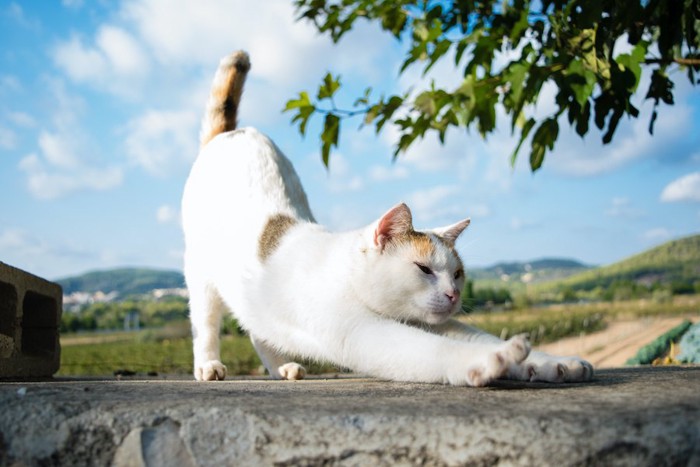 青空の下で体を伸ばしている猫