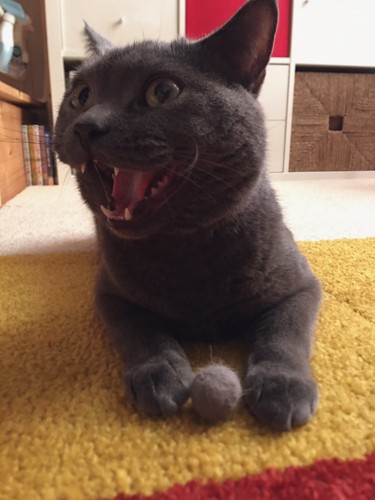 毛玉とグレーの猫