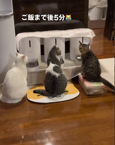 飼い主さんを見るうみちゃん