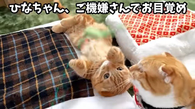 おもちゃで遊ぶ猫