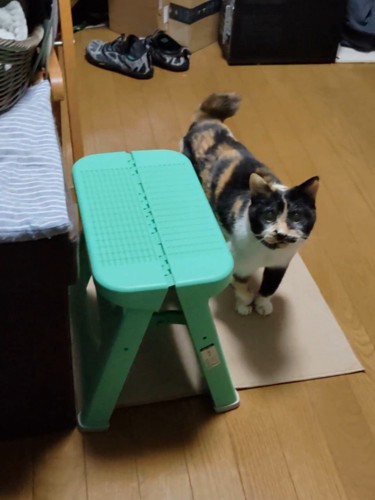 見上げる猫