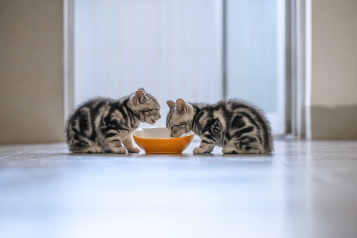 向かい合ってお皿に向かうアメショーの子猫