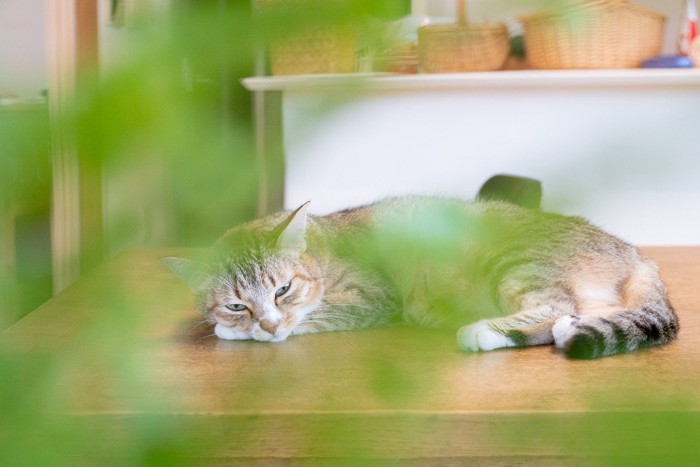 テーブルの上で寝そべる猫