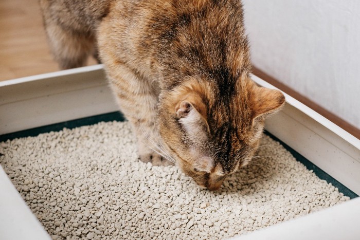 トイレ砂のニオイを嗅ぐ猫