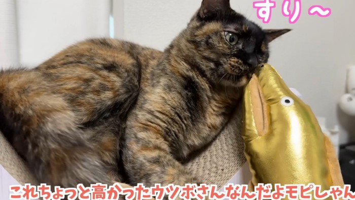 ウツボのおもちゃに顔をすりするするサビ猫