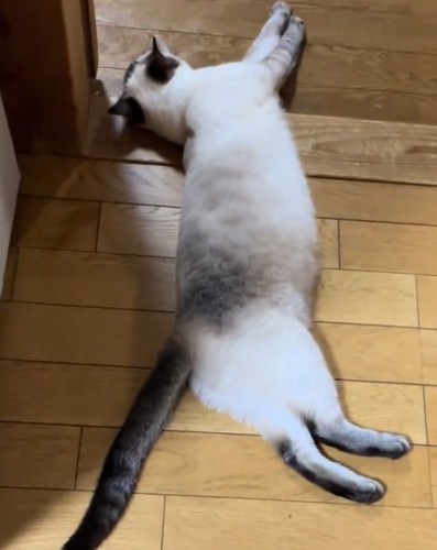 伸びをする猫