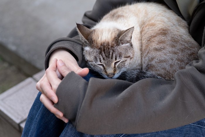 ひざの上でくつろぐ猫