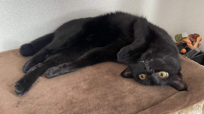 寝そべって遠くを見つめる猫