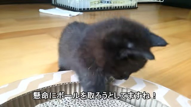 おもちゃに手を入れる子猫