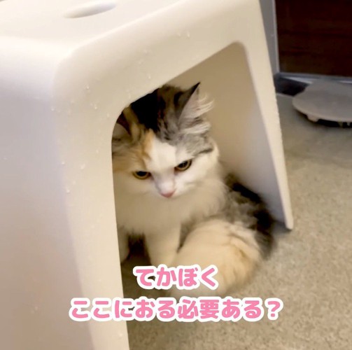 浴室のイスの下に隠れる三毛猫