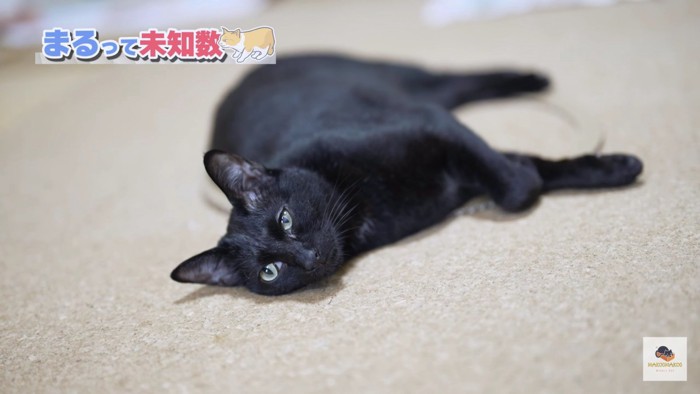 寝転がる黒猫