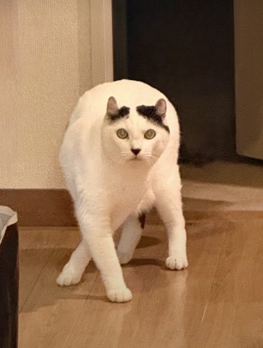 不思議なポージングの猫