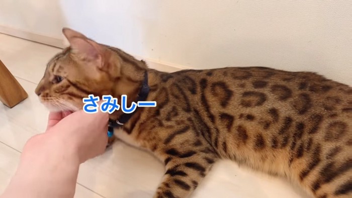 あごをなでられる猫