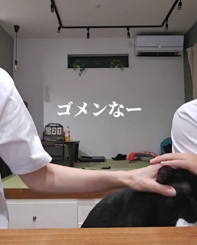 撫でられる猫