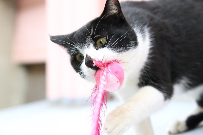 おもちゃで遊ぶ猫