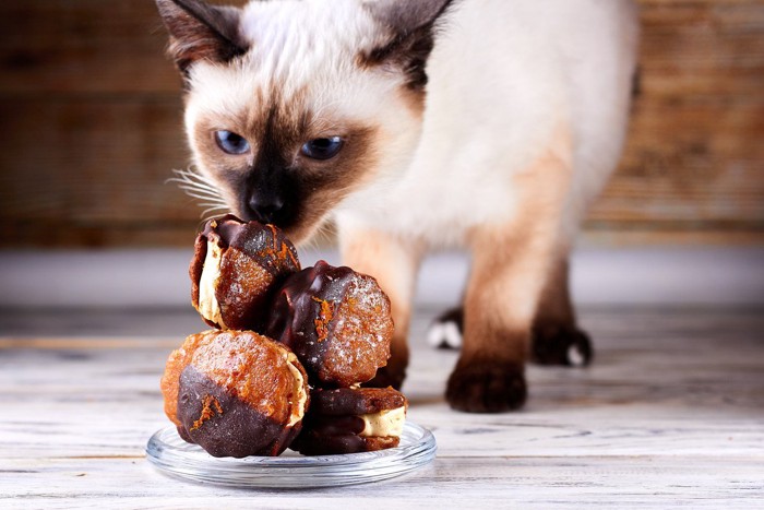 チョコレート菓子の匂いをかぐ猫