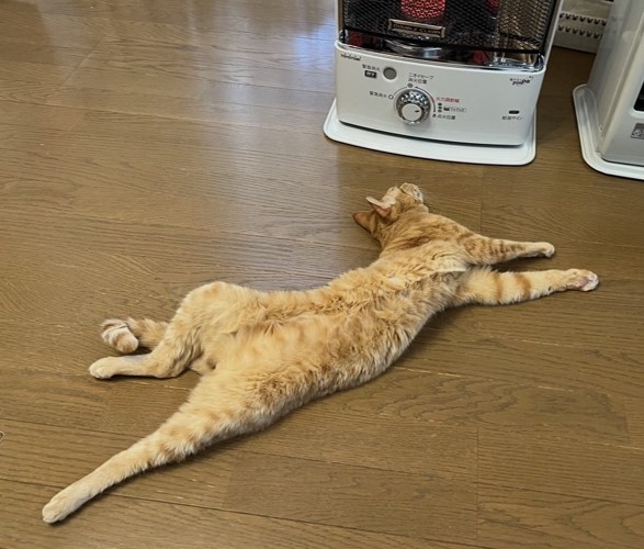 仰向けの猫