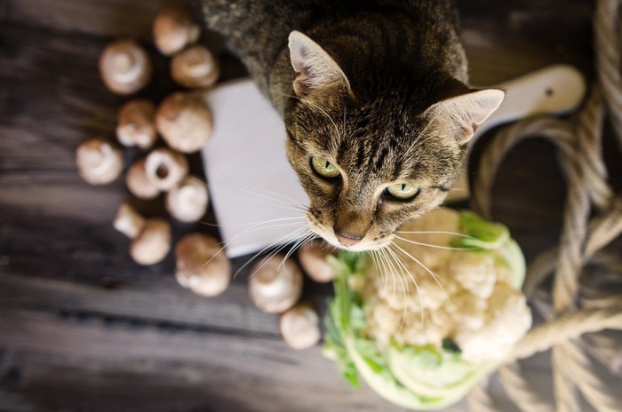 野菜と猫