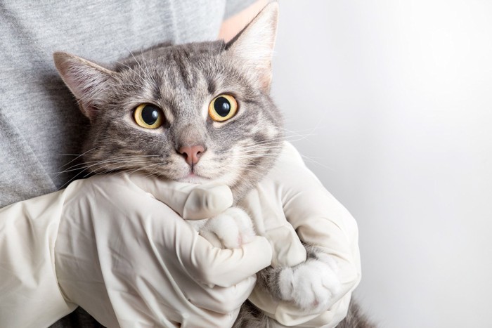 抱っこされている猫